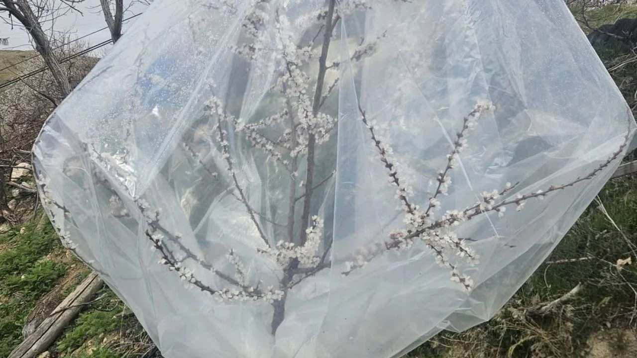 Kayısıda Don Tehlikesine Karşı Farklı Çözümler