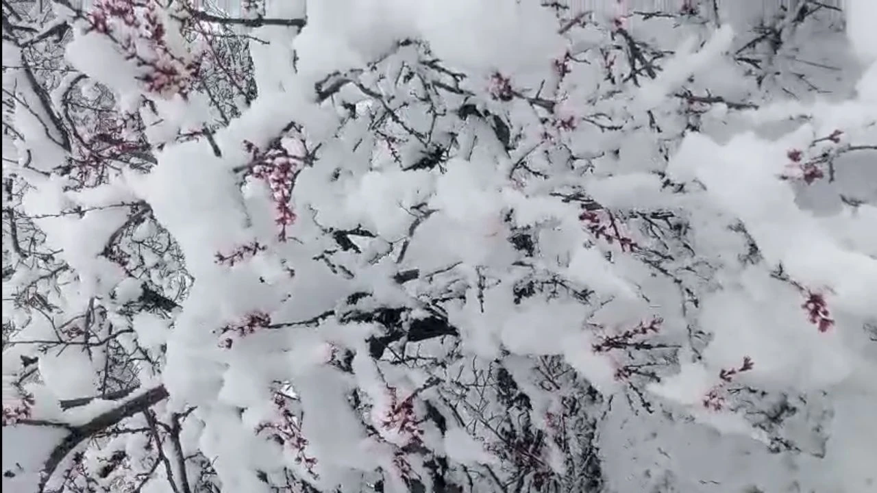 Nisan’da Kış Geri Döndü: Darende’de Kar, Kayısıda Don Riski