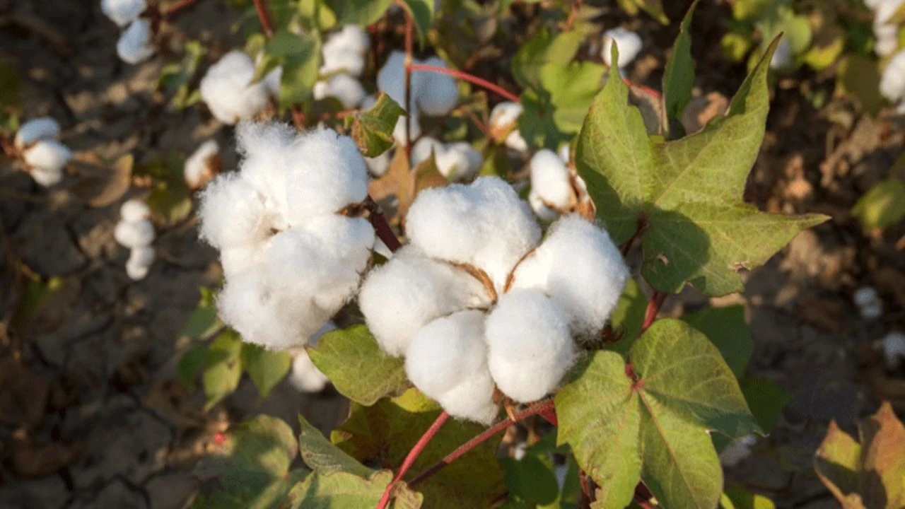 Pamukta genetik devrim: Bin yıllık süreç birkaç yıla indi