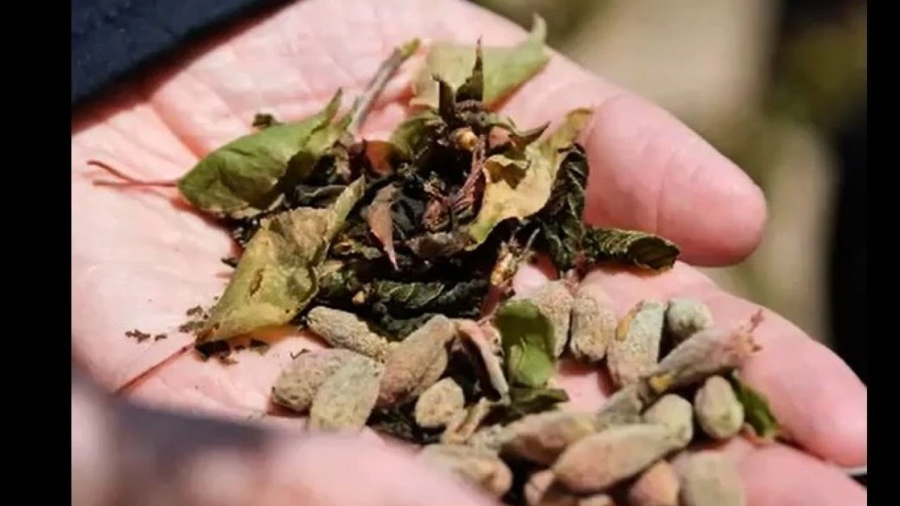 Zirai Don Riskine Karşı Üreticilere Kritik Uyarı: Önlemler Tek Tek Sıralandı